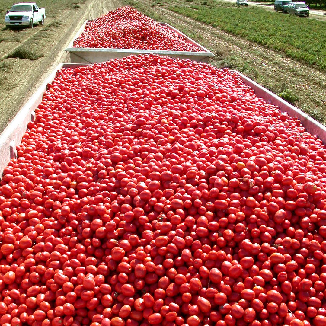Muir Glen tomatoes